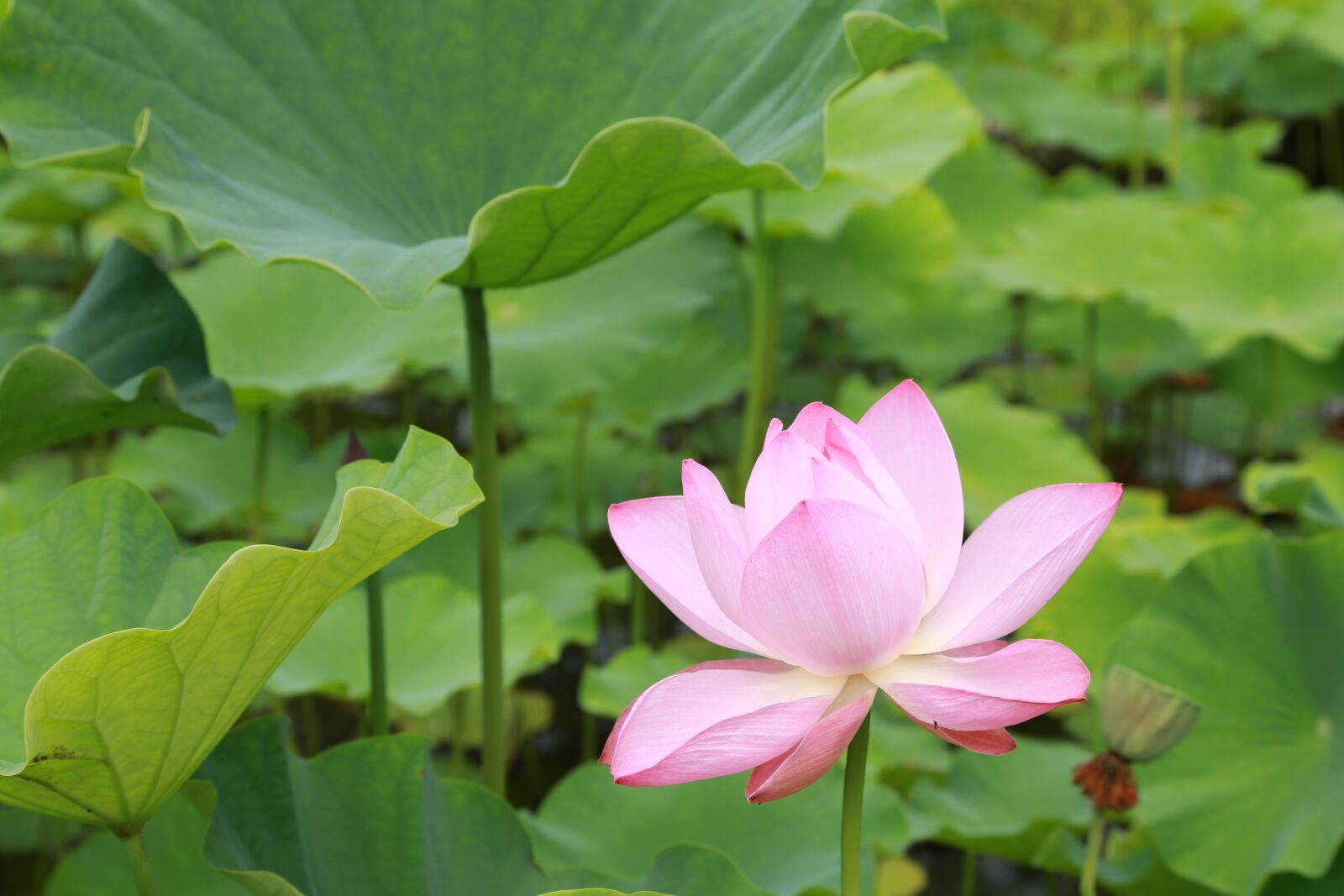Canon EOS 6D + Canon EF 24-105mm F4L IS USM sample photo. Plants, lotus, aquatic photography