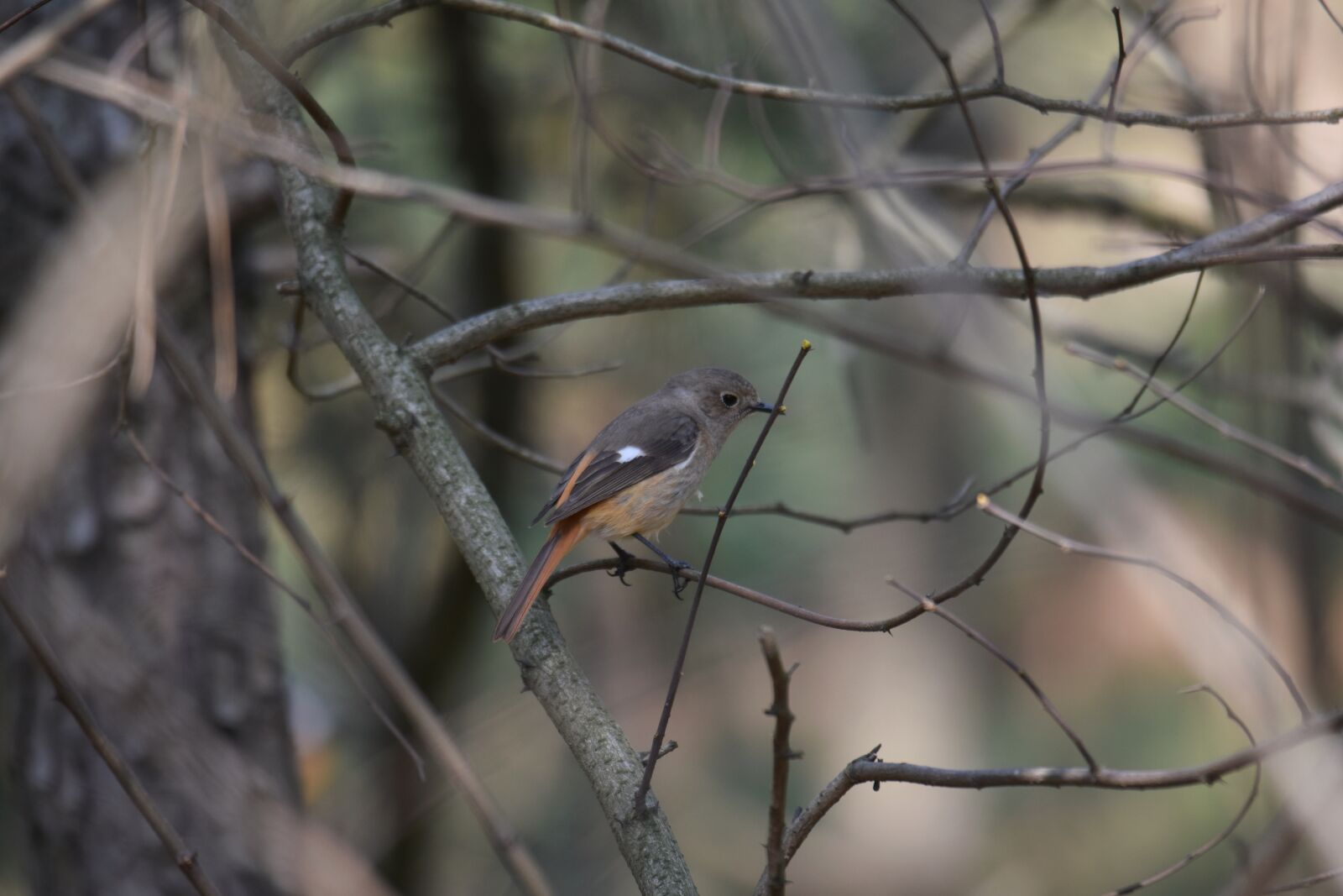Nikon D7200 sample photo. Animal, forest, wood photography