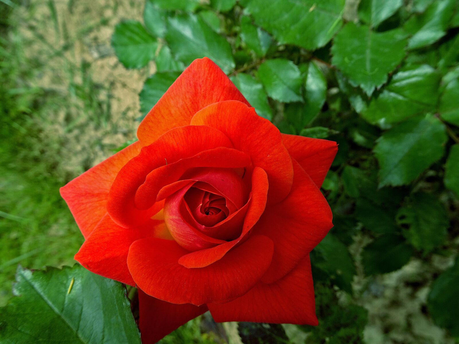Sony Cyber-shot DSC-HX90V sample photo. Pink, roses, flowering shrubs photography
