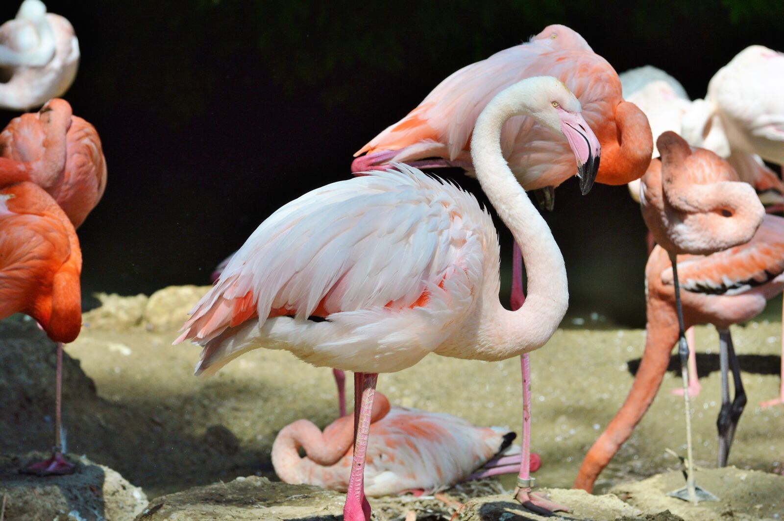 Nikon D3200 sample photo. Flamingo, bird, pink photography