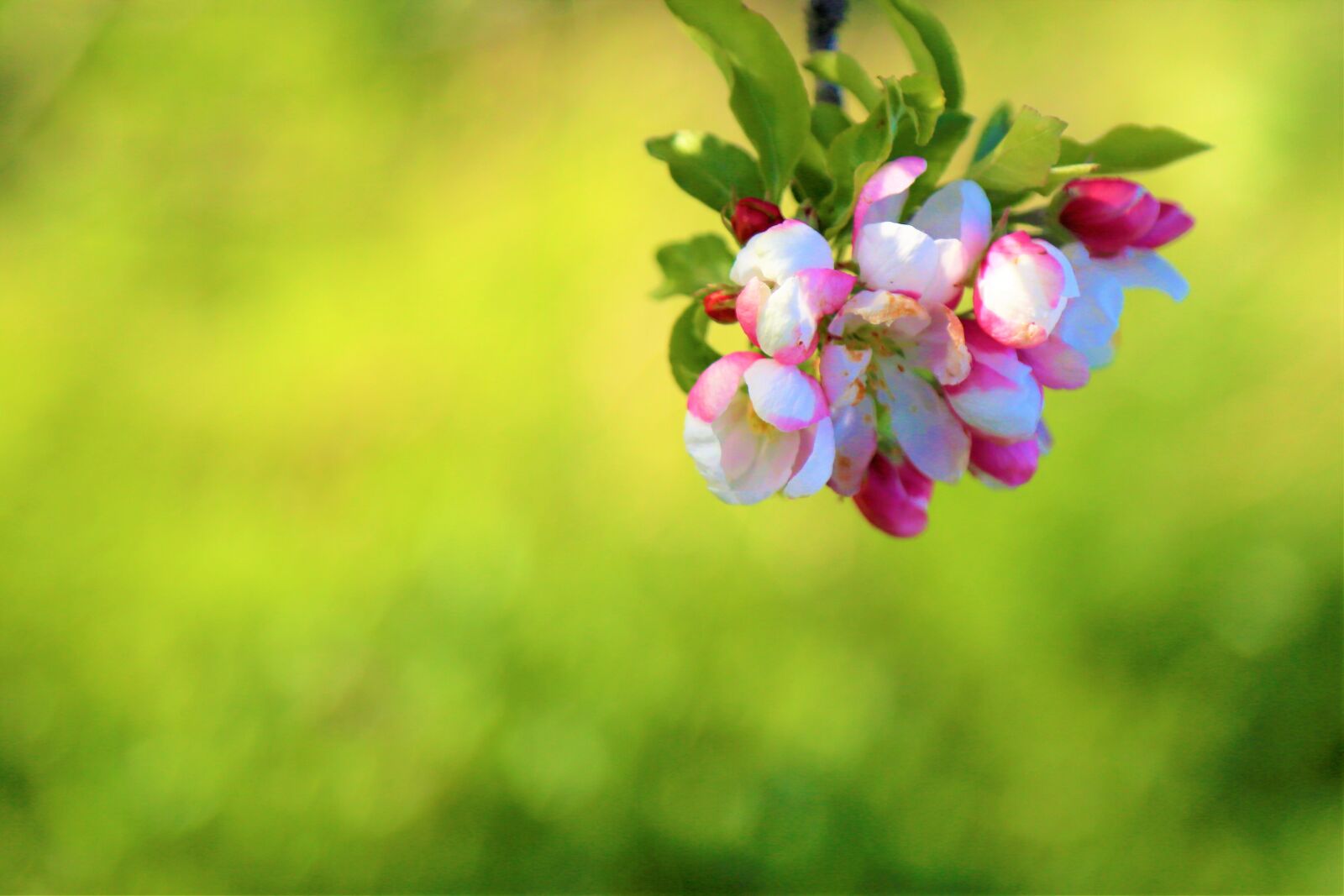 Canon EF 24-105mm F4L IS USM sample photo. Background, flowers, spring photography