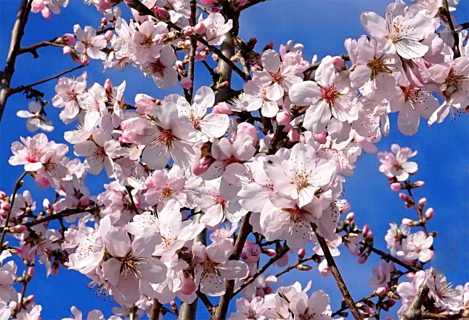 Sony Alpha a5000 (ILCE 5000) + Sigma 30mm F1.4 DC DN | C sample photo. Almond tree, blossom, bloom photography