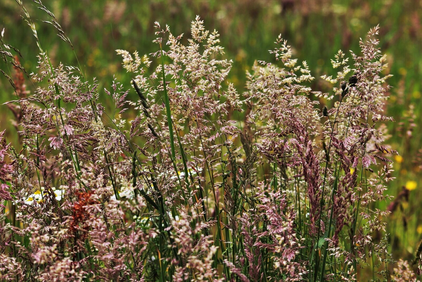 Canon EOS 550D (EOS Rebel T2i / EOS Kiss X4) sample photo. Grasses, grass, flowering grass photography