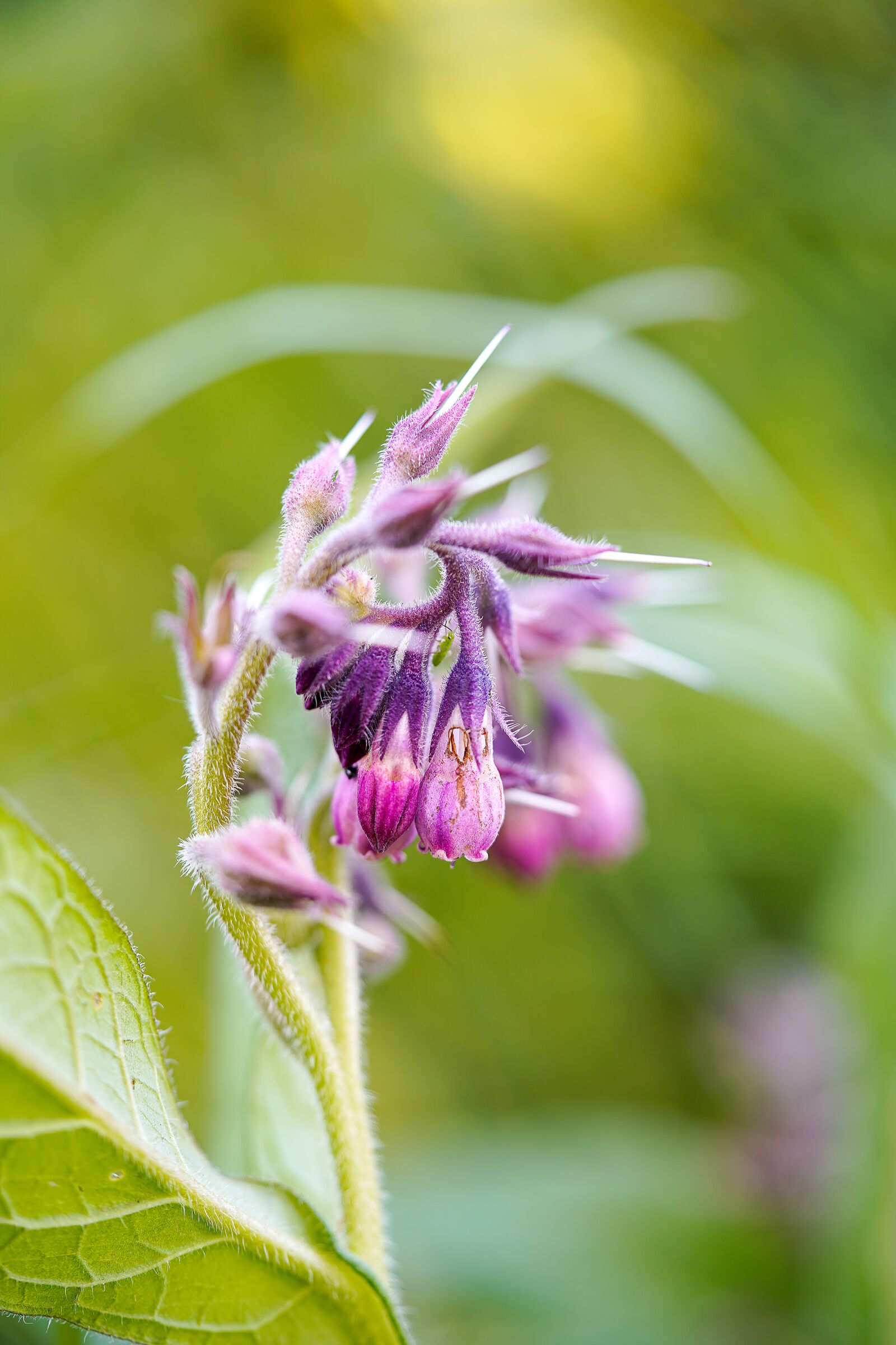 Sony a7 III + Sony FE 90mm F2.8 Macro G OSS sample photo. Plant, flower, comfrey photography