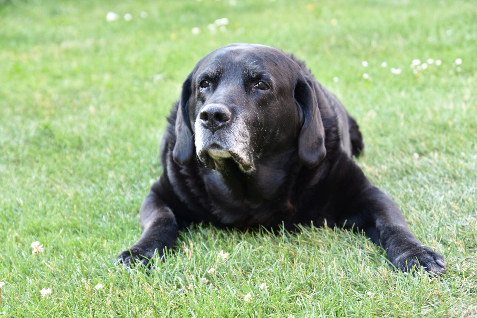 Nikon D3400 sample photo. Dog, labrador, old photography