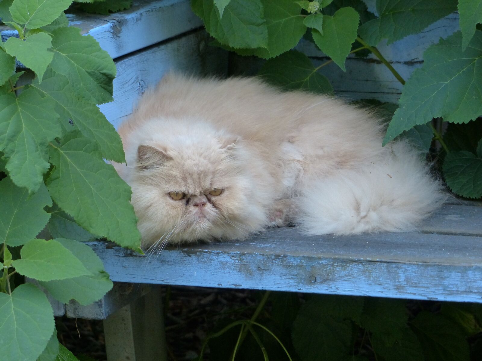 Panasonic Lumix DMC-FZ200 sample photo. Persian cat, pet, cat photography
