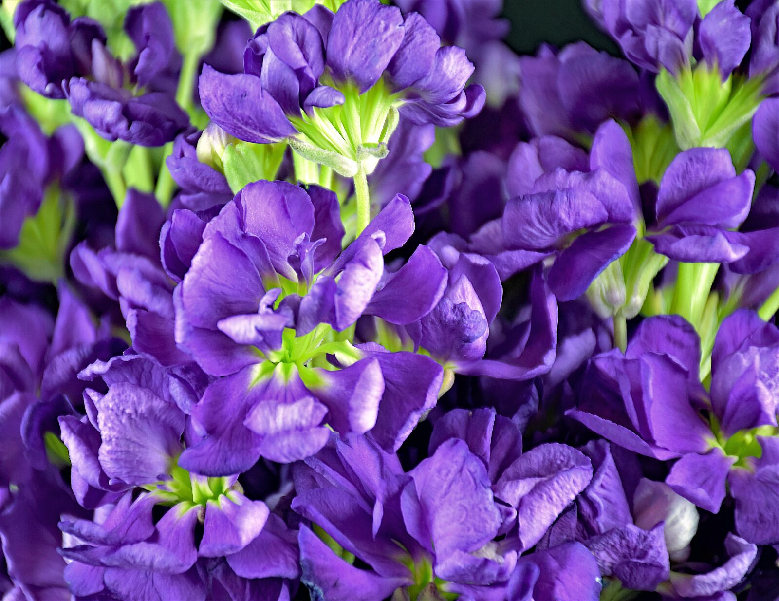 Nikon D5500 sample photo. Virginia stock, flower, floral photography