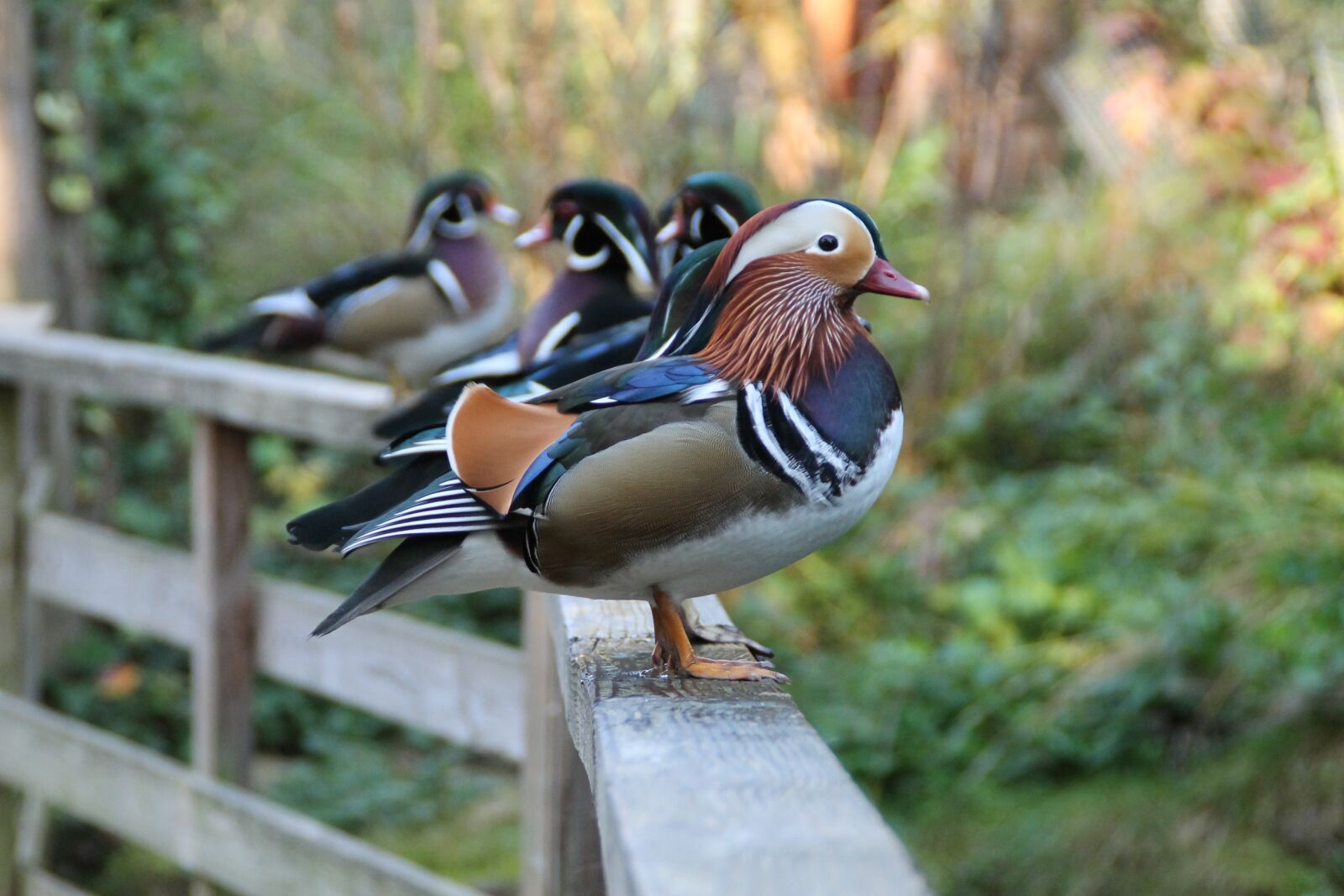 Canon EOS 1100D (EOS Rebel T3 / EOS Kiss X50) sample photo. Duck, colorful, plumage photography