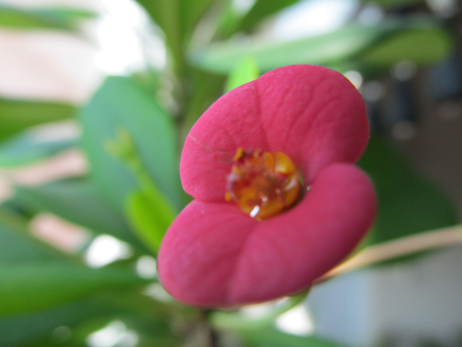 Canon PowerShot SX150 IS sample photo. Flower, macro, nature photography