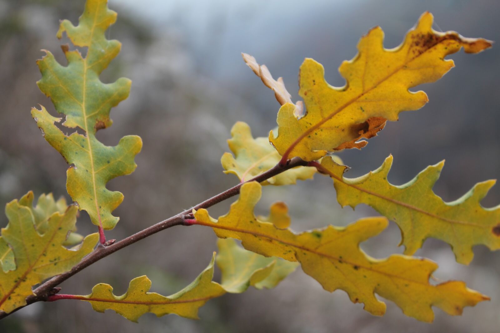 Canon EOS 1100D (EOS Rebel T3 / EOS Kiss X50) sample photo. Leaves, autumn, nature photography