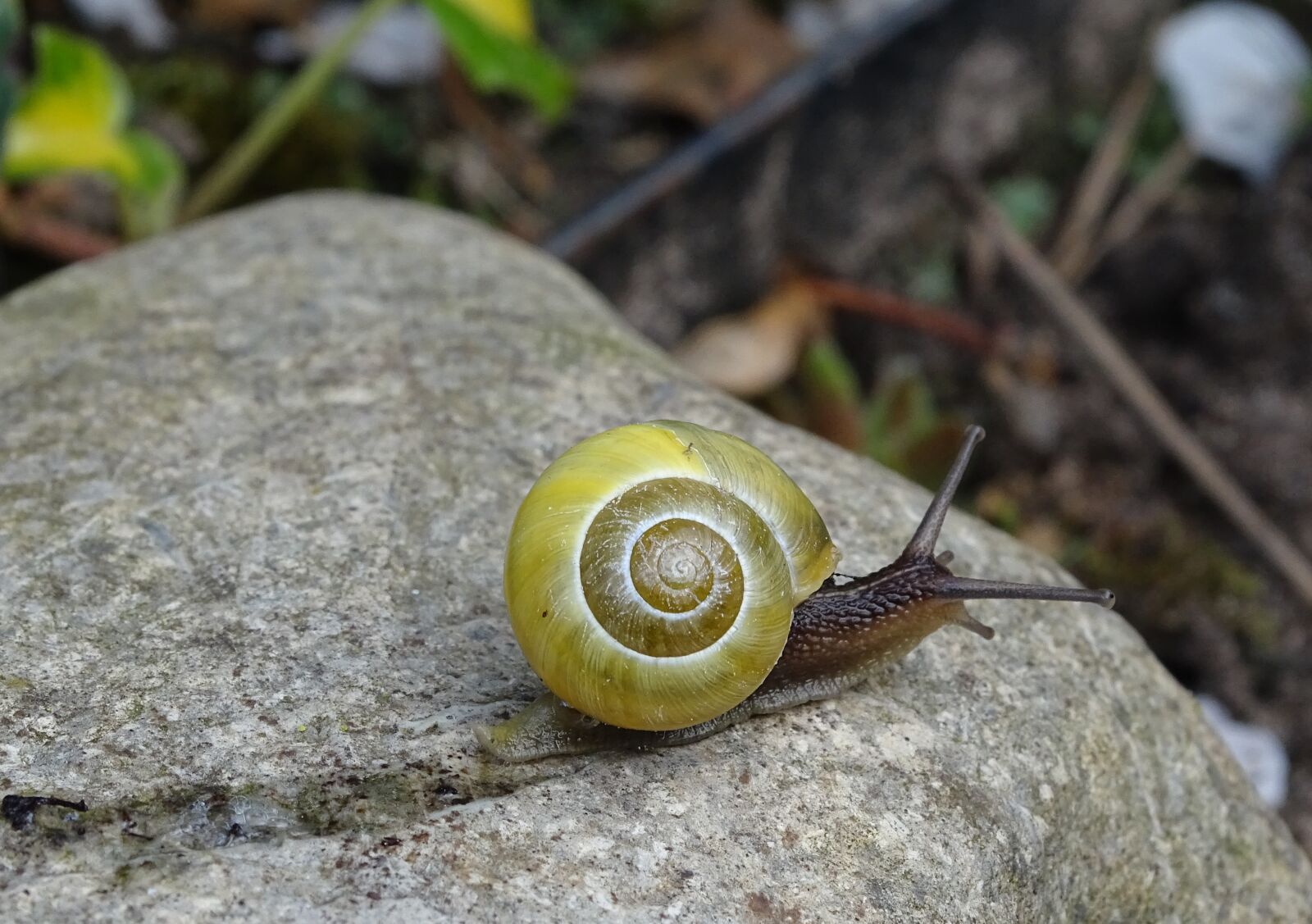 Sony Cyber-shot DSC-HX400V sample photo. Snail, shell, spiral photography