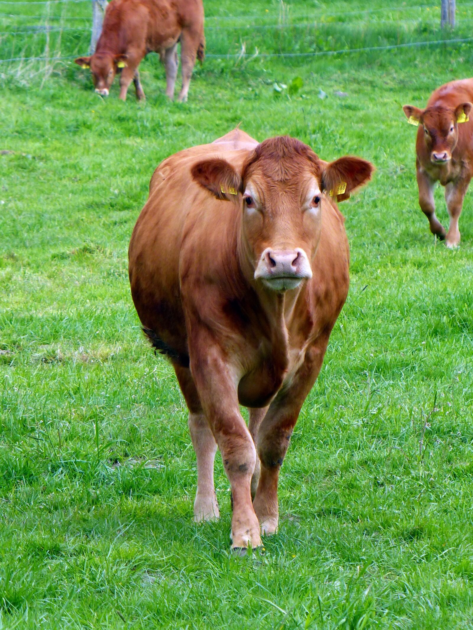 Panasonic Lumix DMC-FZ200 sample photo. Beef, pasture, livestock photography