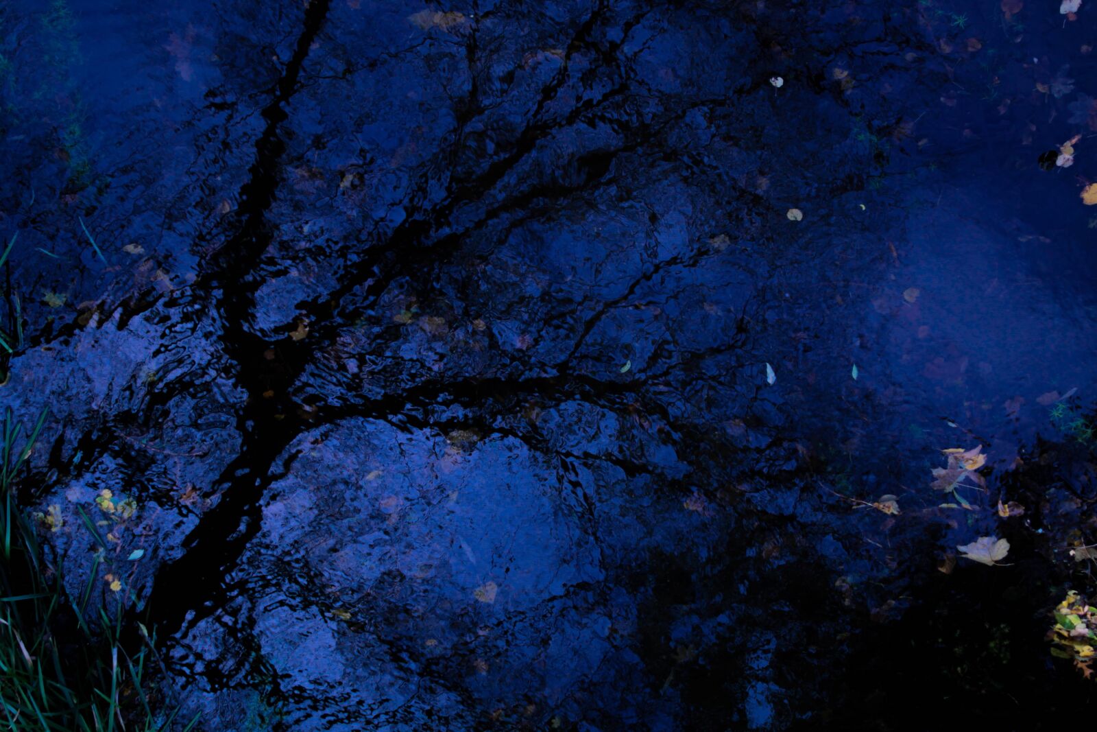 Canon EOS 1100D (EOS Rebel T3 / EOS Kiss X50) sample photo. Tree, water, mirroring photography