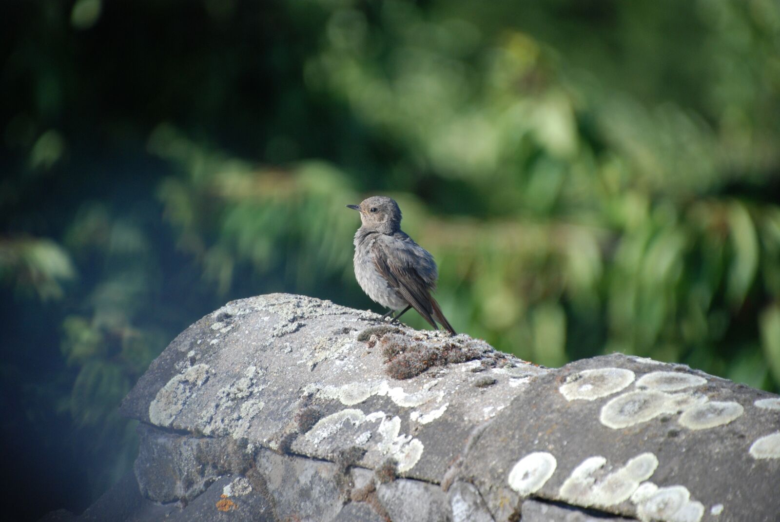 Nikon D80 sample photo. Bird, robin, garden photography