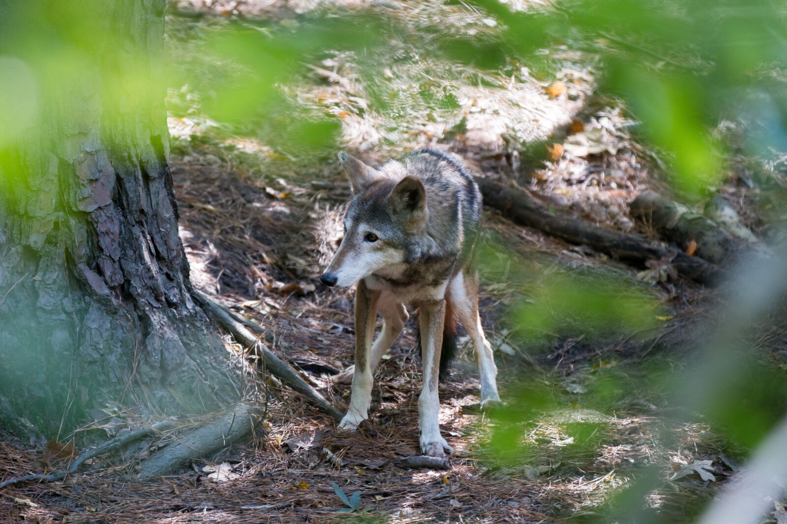Canon EOS 70D sample photo. Red wolf, wolf, endangered photography