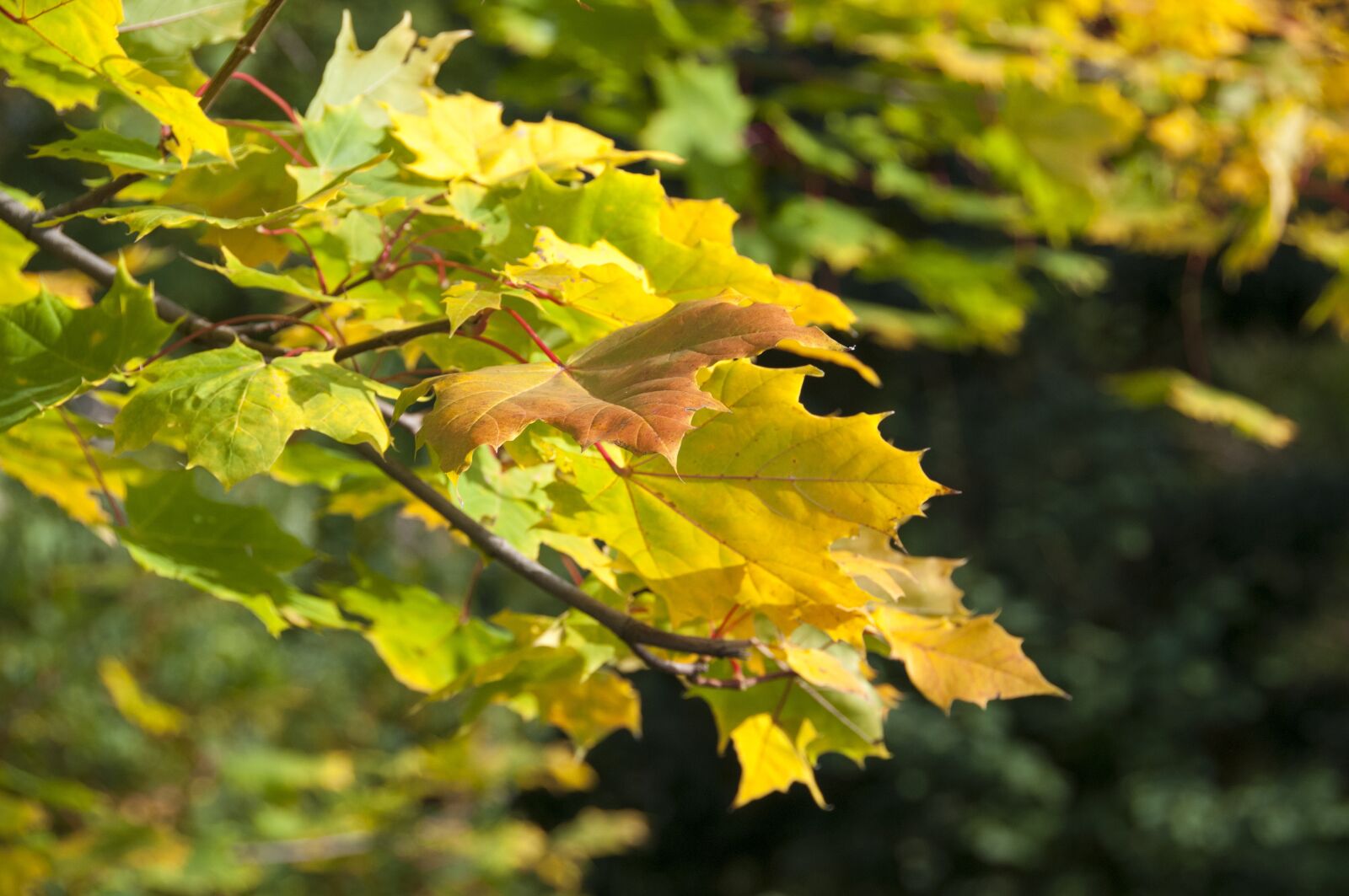 Nikon D300 sample photo. Autumn, forest, foliage photography