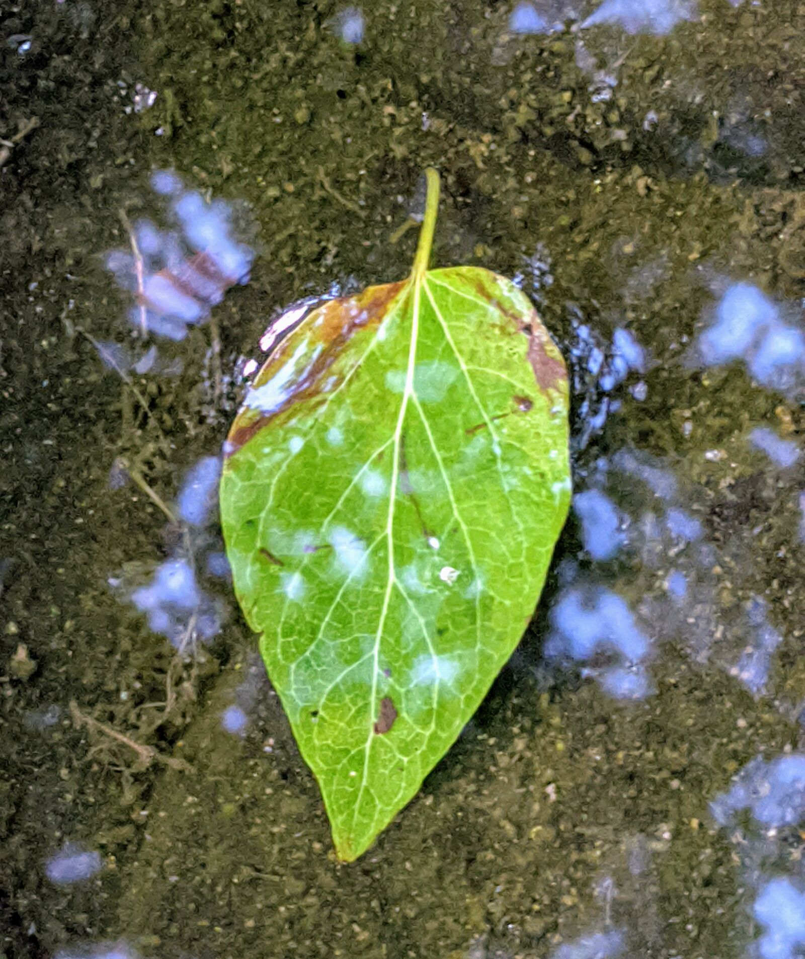 Google Pixel sample photo. Leaf, leaves, water photography