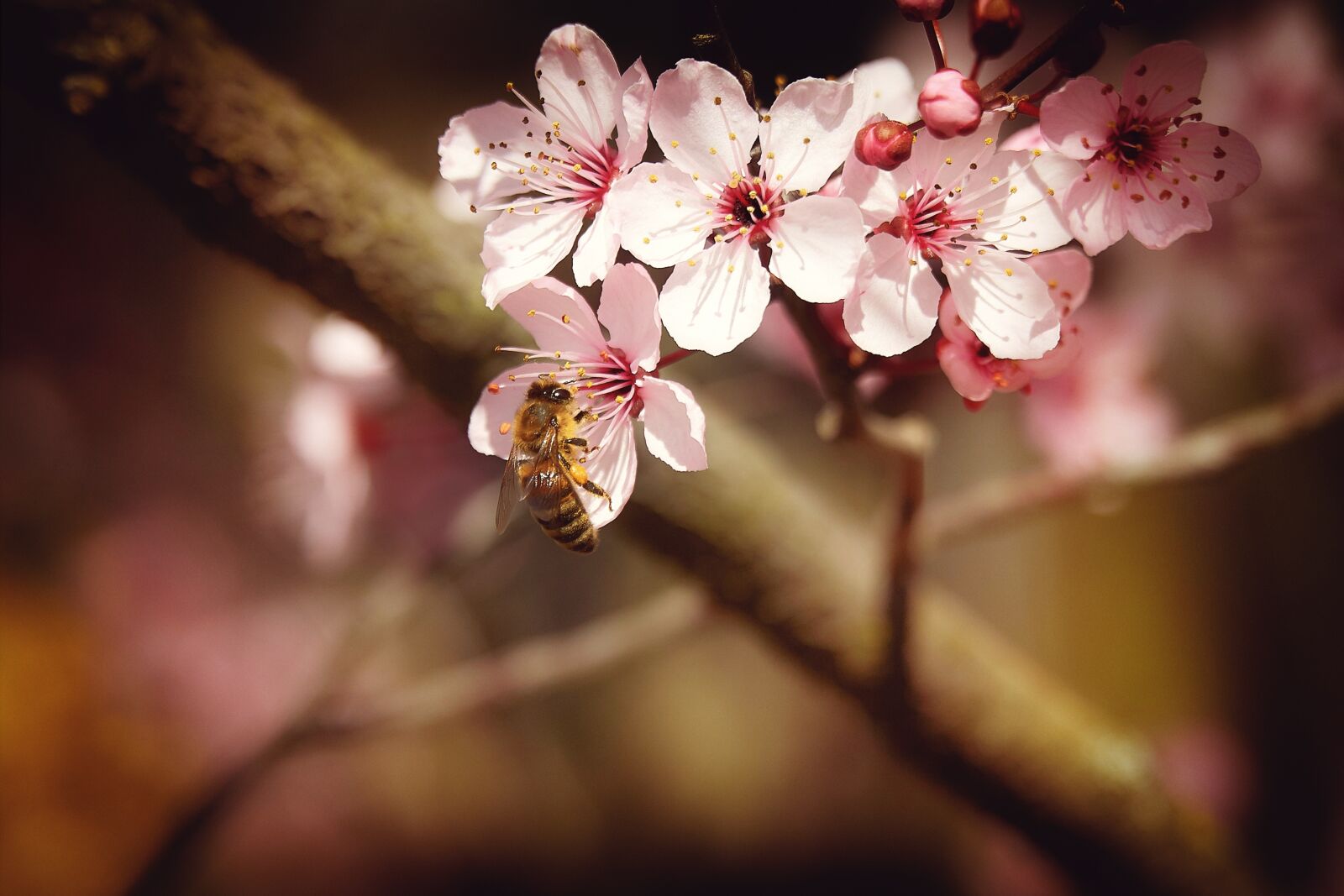 Sony a6000 sample photo. Spring, bee, almond blossom photography