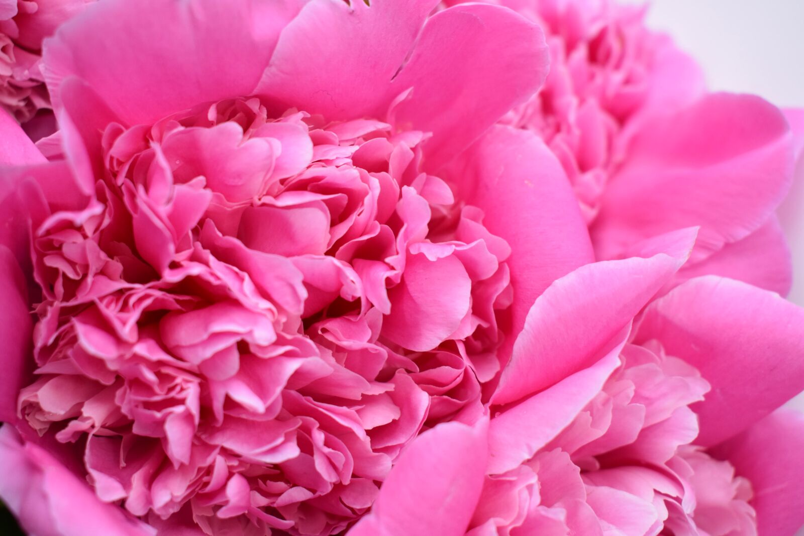 Nikon D3400 sample photo. Peony, bud, gentle photography