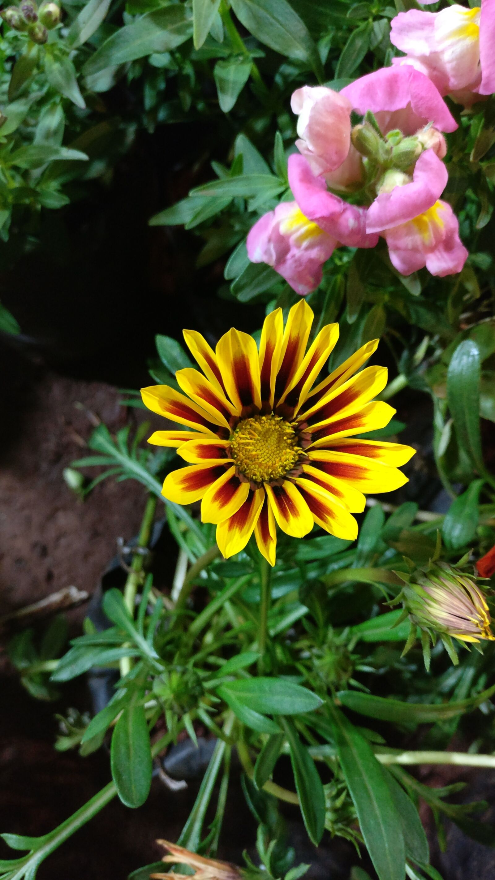 OnePlus A3003 sample photo. Nature, yellow, flower photography