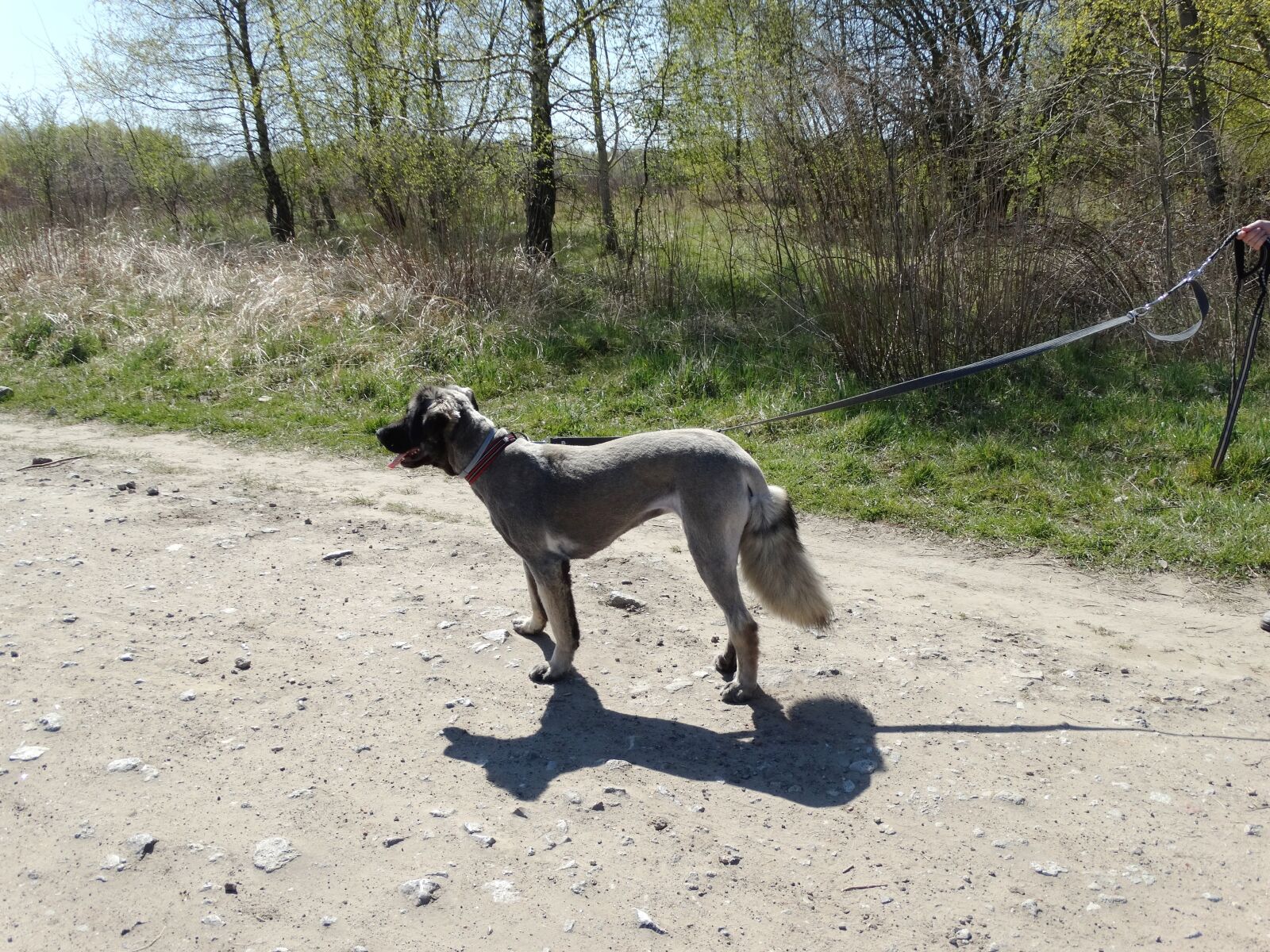 Sony Cyber-shot DSC-HX300 sample photo. Dog, animals, pet photography