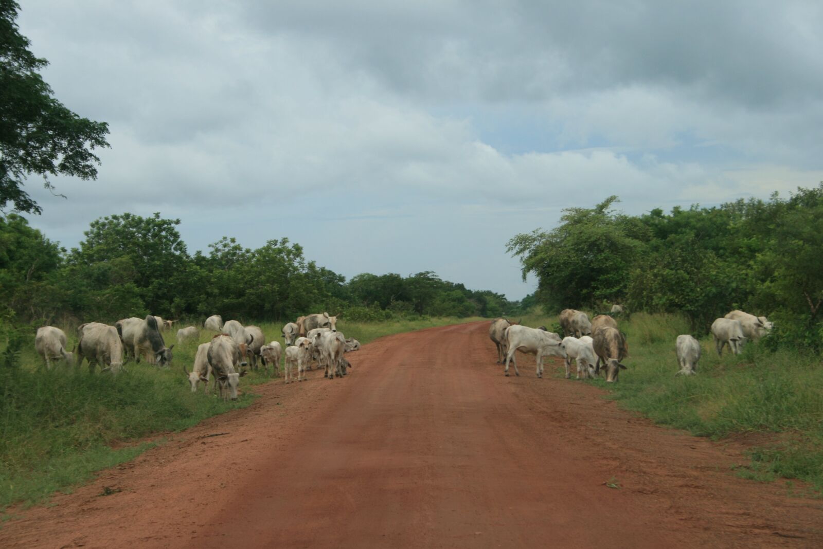 Canon EOS 400D (EOS Digital Rebel XTi / EOS Kiss Digital X) sample photo. Cows, cattle, animal photography