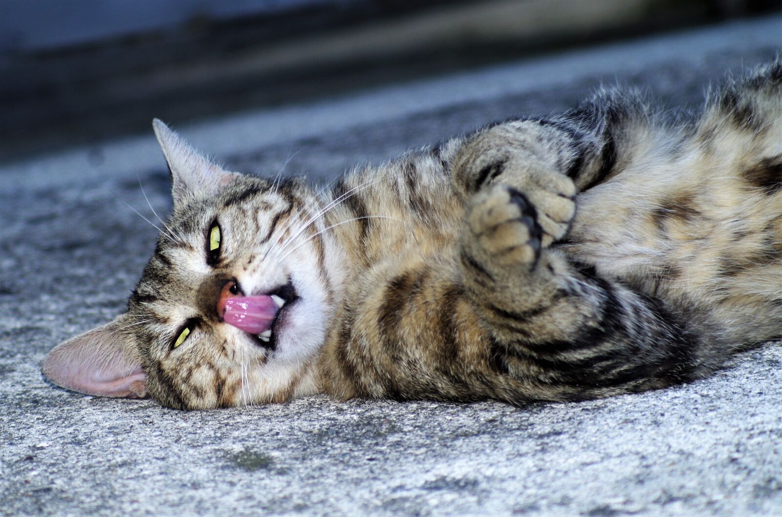 Pentax K-50 sample photo. Cat, cat european, calico photography