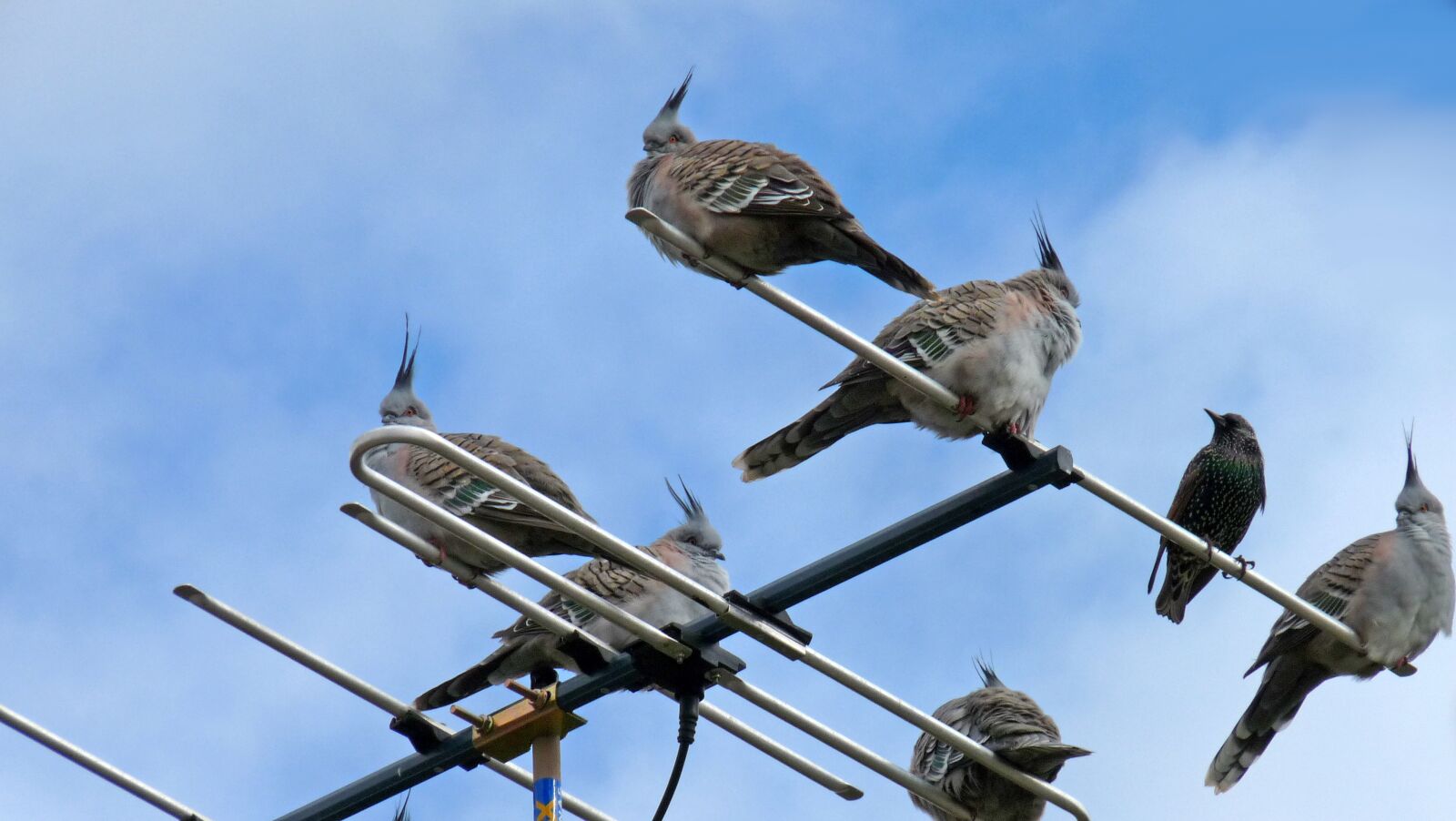 Panasonic Lumix DMC-FZ28 sample photo. Antenna, birds, pigeons photography