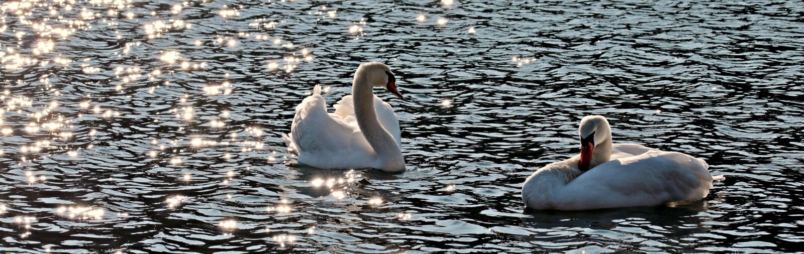 Canon EOS 80D sample photo. Swan, swans, water bird photography