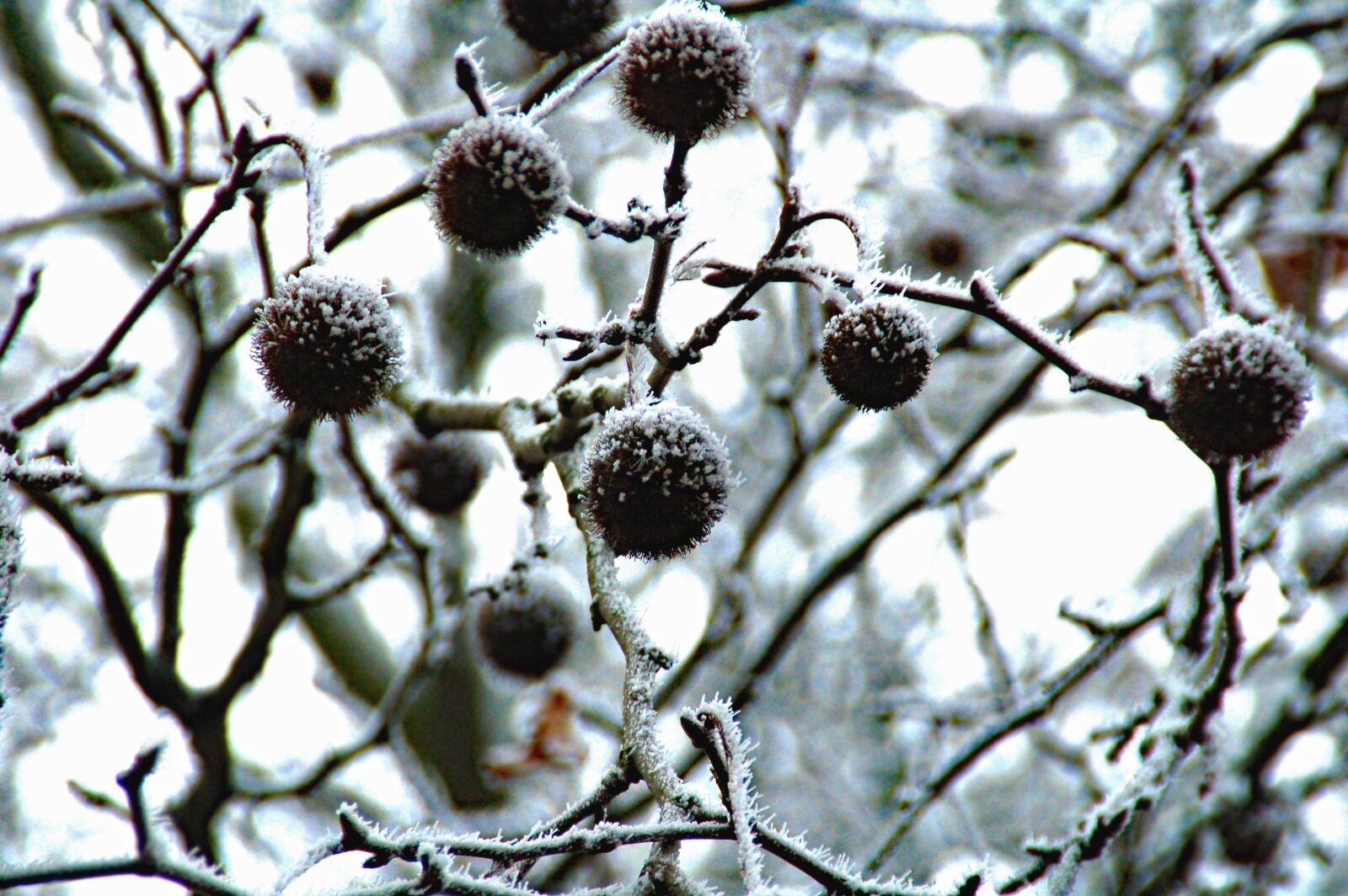 Nikon D50 sample photo. Tree, branches, bulbs photography