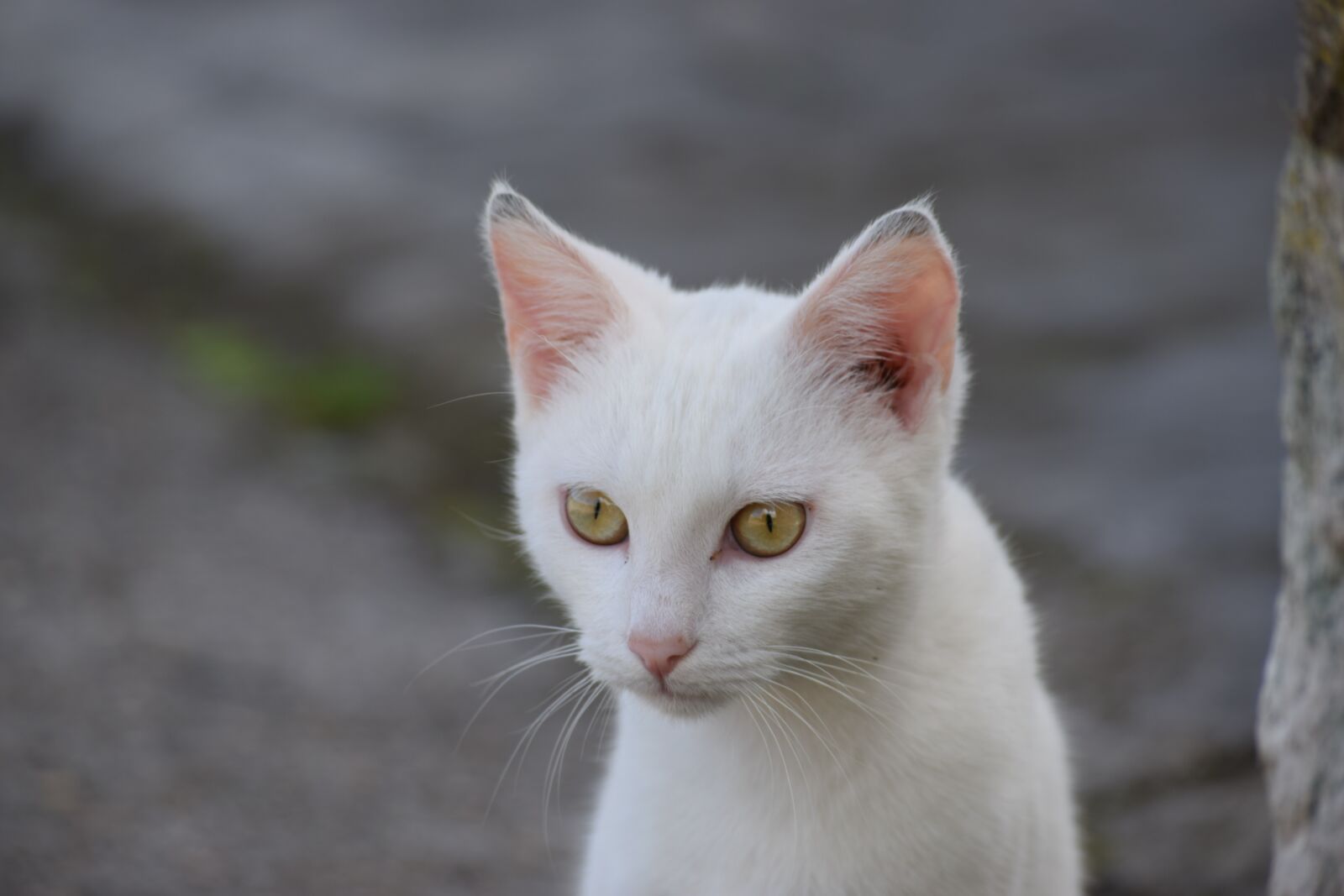 Nikon D3300 sample photo. Cat, white, eyes photography