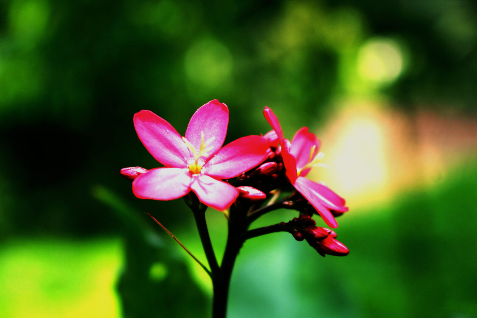 Canon EOS 700D (EOS Rebel T5i / EOS Kiss X7i) sample photo. Beautiful, flowers photography