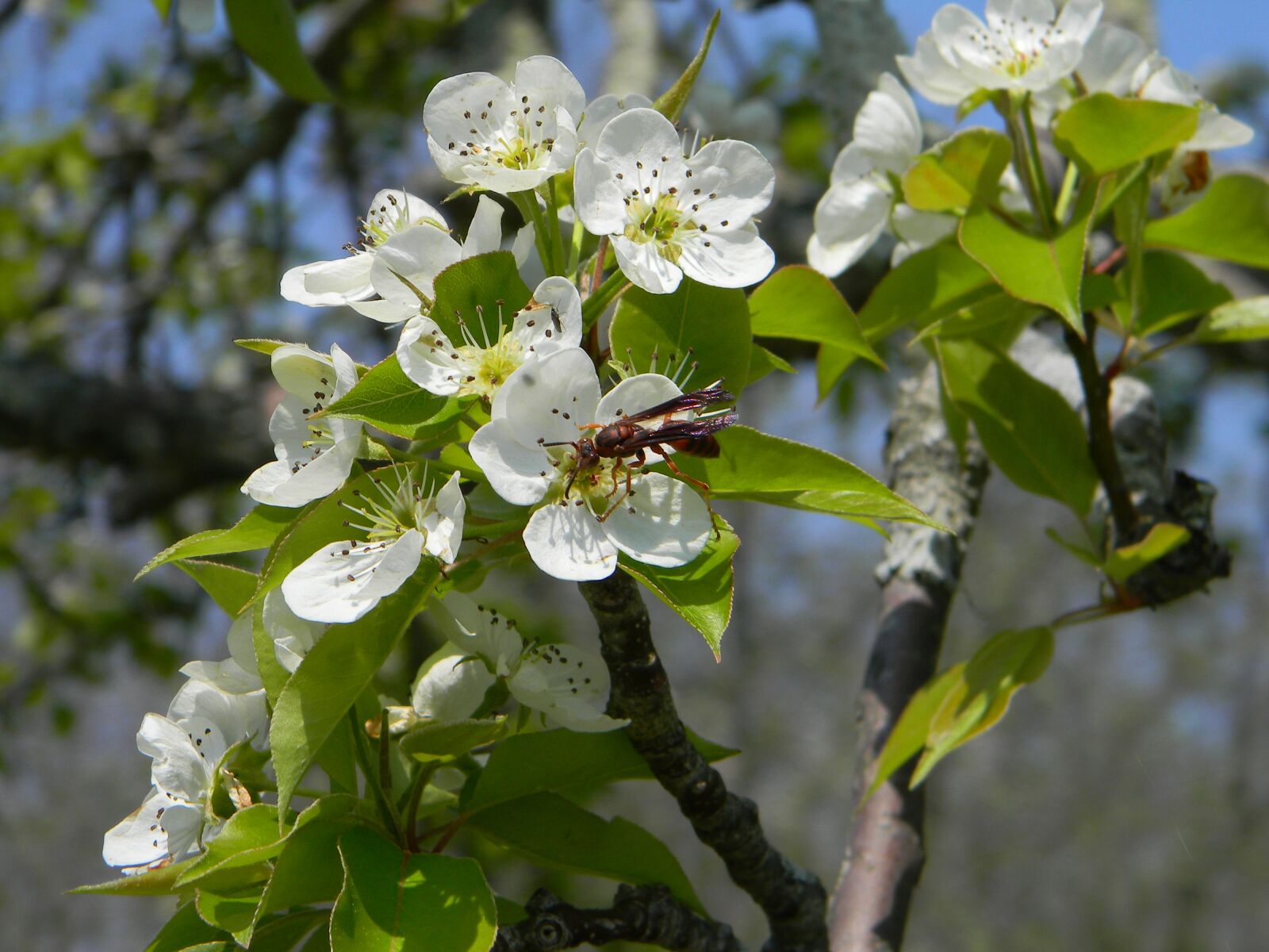 Nikon Coolpix L110 sample photo. Bee, flowers, nature photography