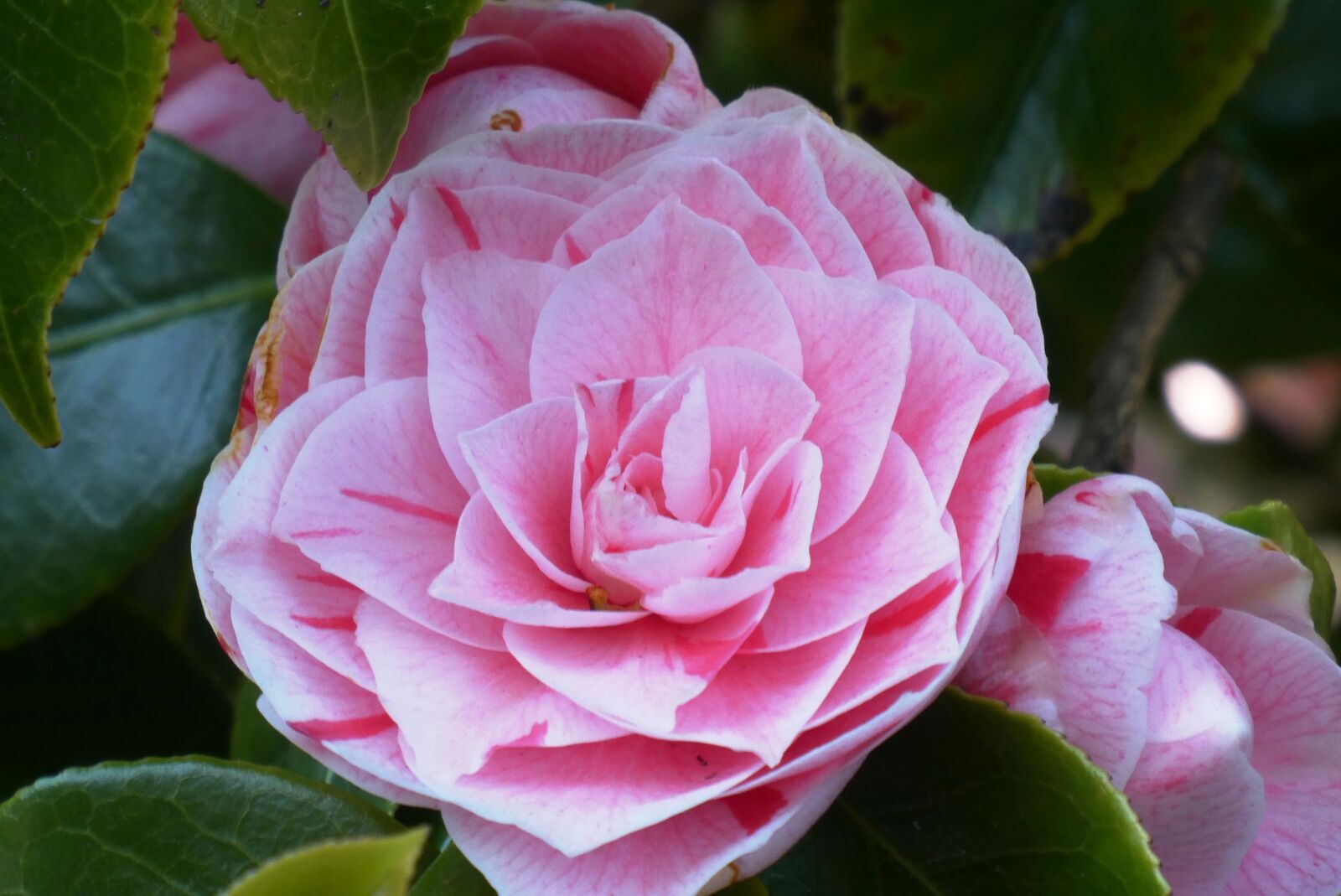 Panasonic Lumix DC-ZS70 (Lumix DC-TZ90) sample photo. Peony, flower, bloom photography