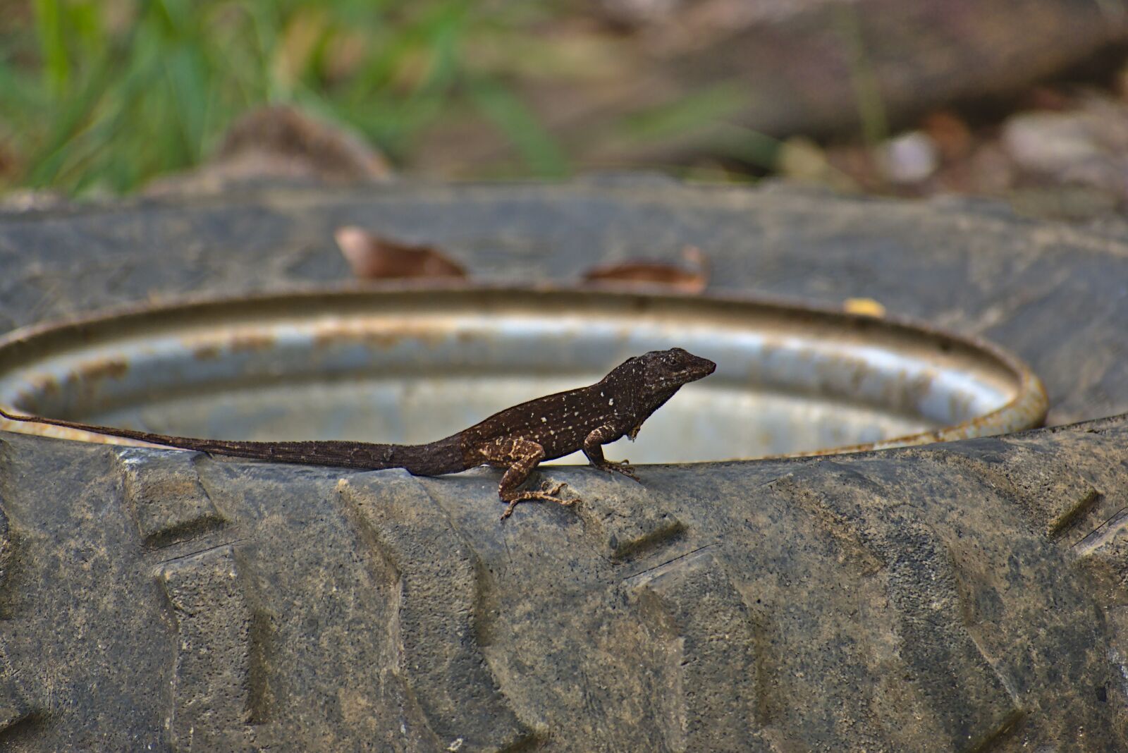 Nikon D7200 sample photo. Lizard, reptile, animal photography
