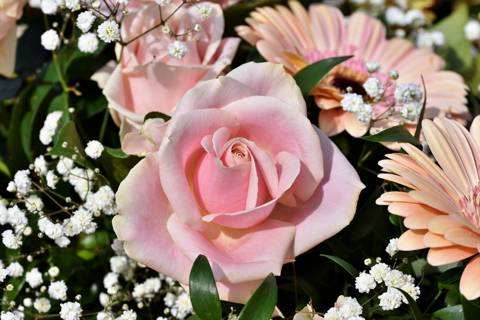 Nikon D7200 sample photo. Rose, rose bloom, floribunda photography