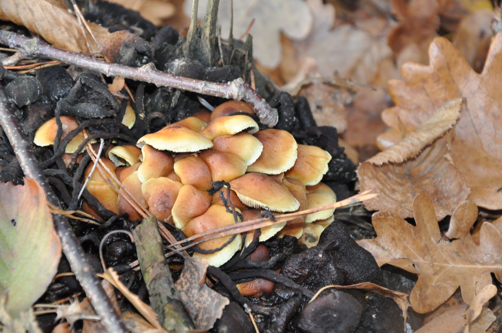 Nikon D90 sample photo. Mushrooms, autumn, foliage photography