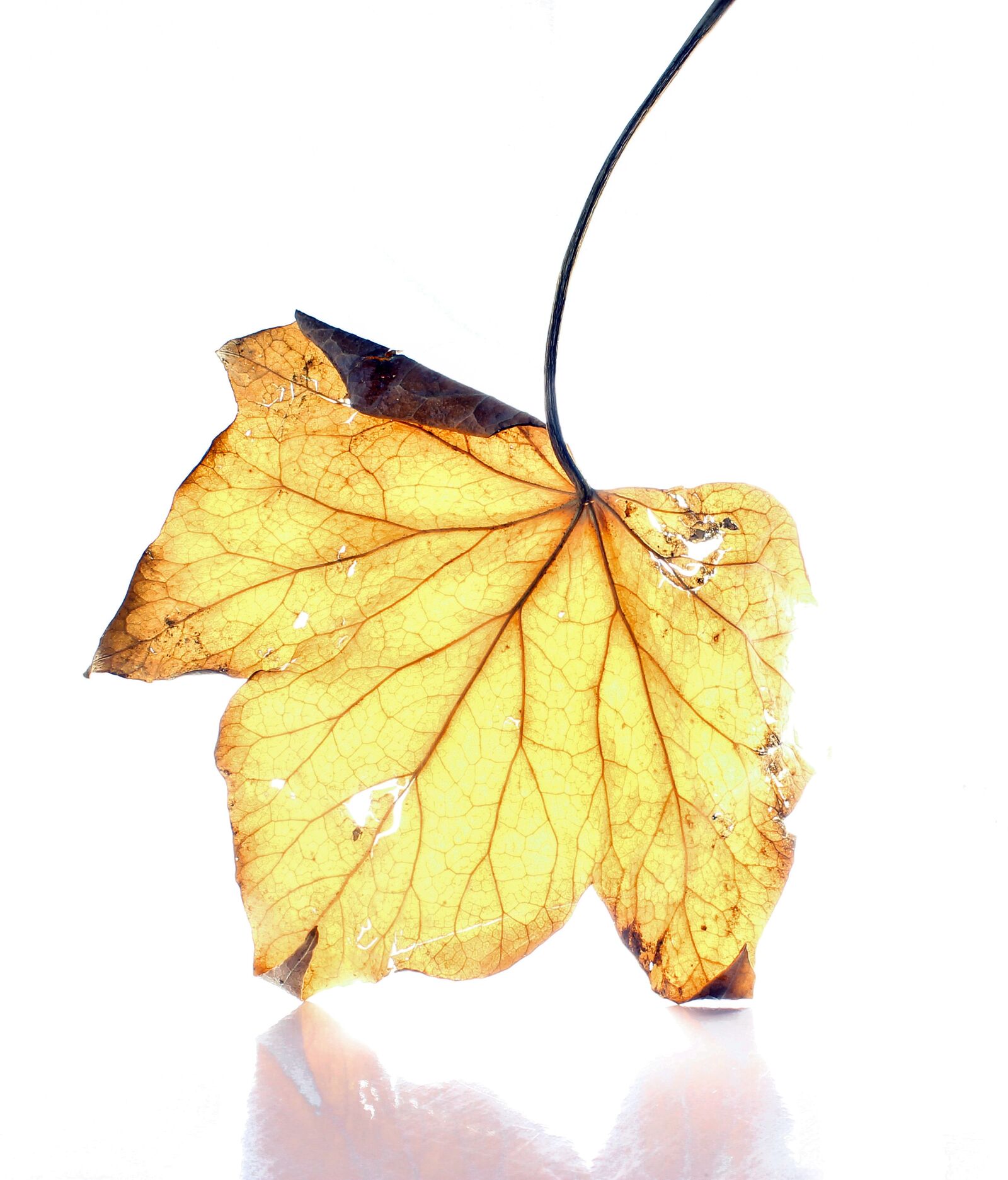 Canon EOS 600D (Rebel EOS T3i / EOS Kiss X5) sample photo. Dead leaf, white background photography