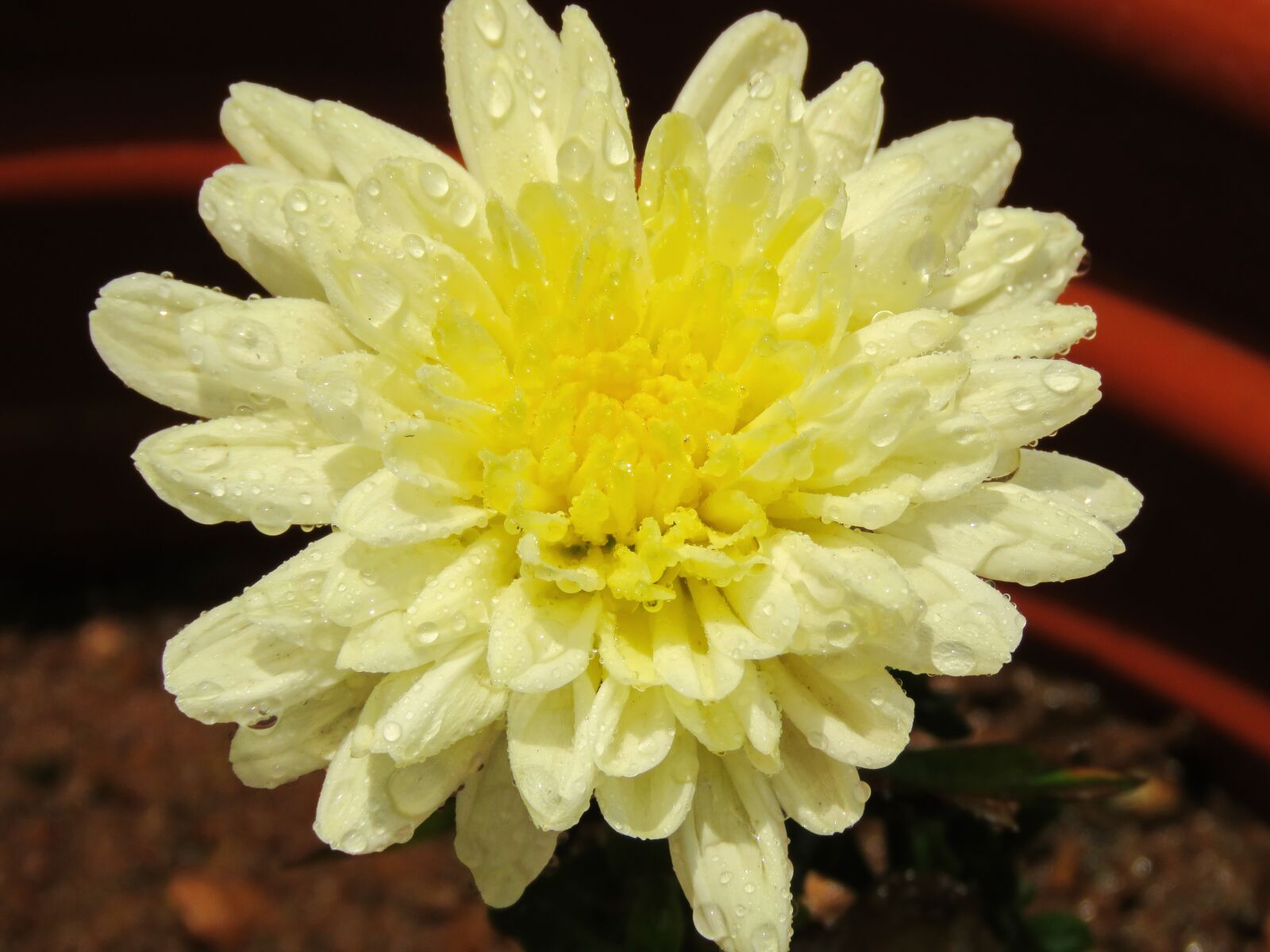 Canon PowerShot SX60 HS sample photo. Water pearls, flower, yellow photography