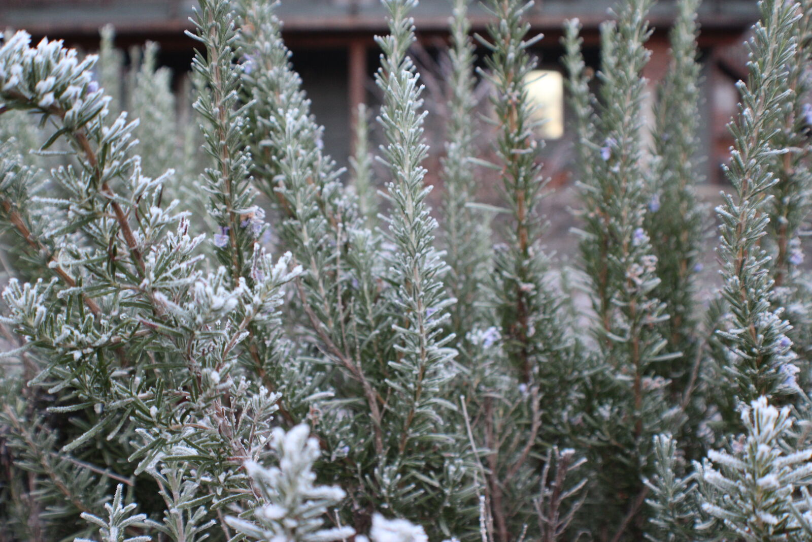 Canon EOS 1200D (EOS Rebel T5 / EOS Kiss X70 / EOS Hi) sample photo. Frost, rosemary, winter photography