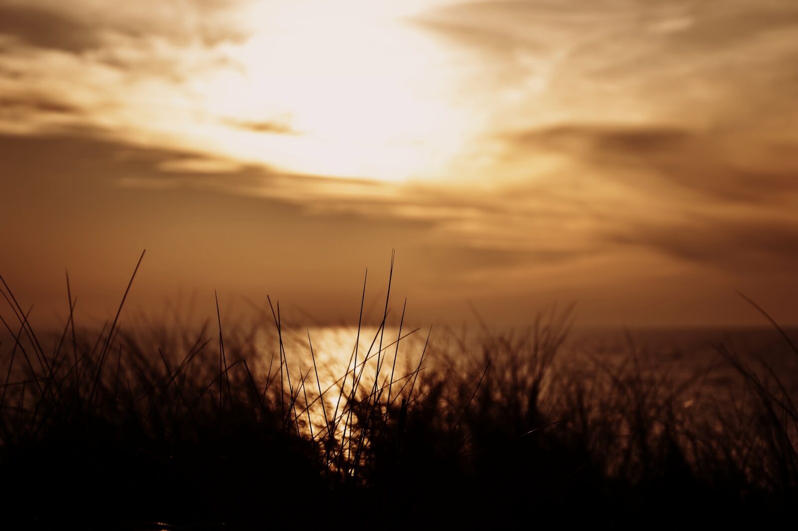 Nikon D3200 sample photo. Abendstimmung, grasses, marram grass photography