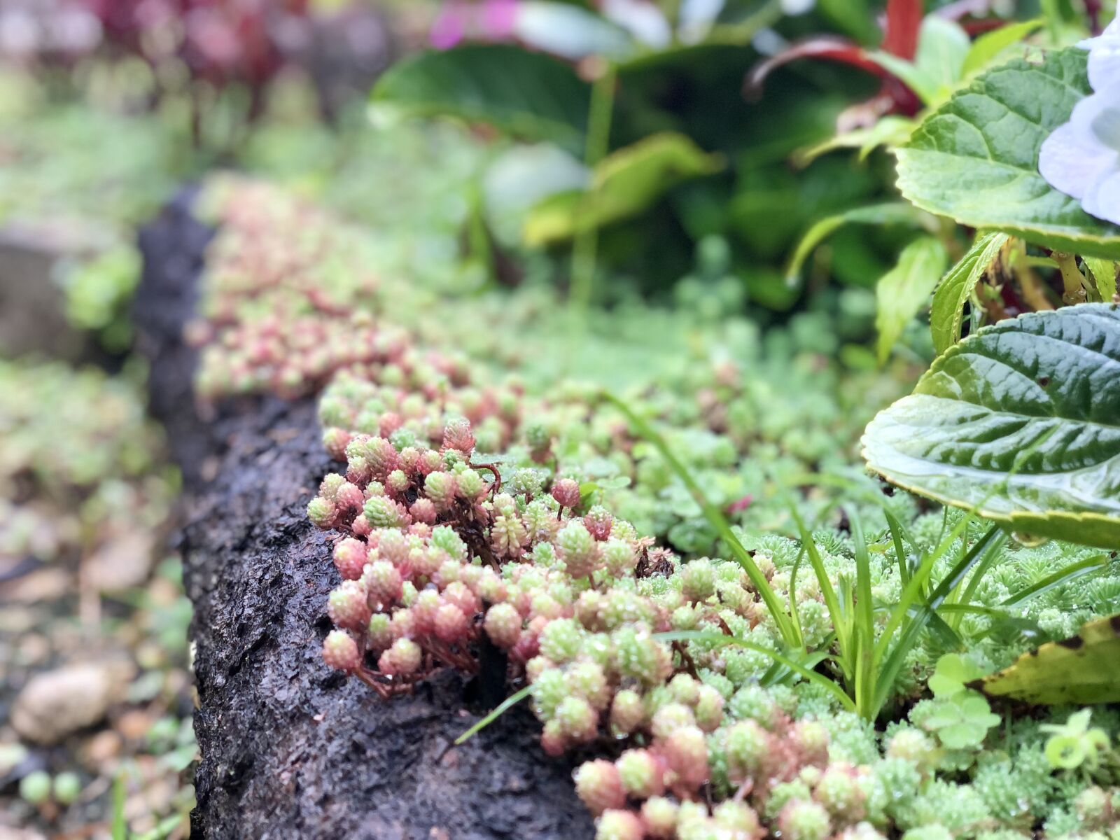 iPhone X back dual camera 6mm f/2.4 sample photo. Green, plants, wood photography