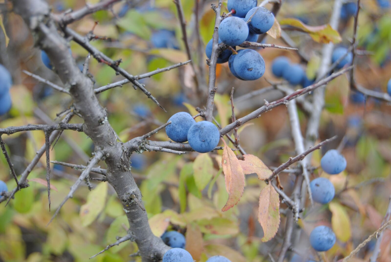 Nikon D3000 sample photo. Plants, endrinas, autumn photography