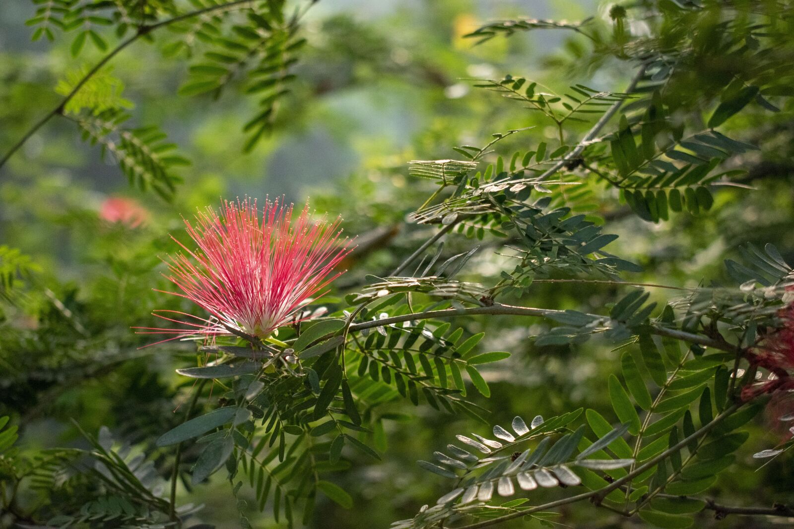 Nikon D5300 sample photo. Flower, red flower, garden photography