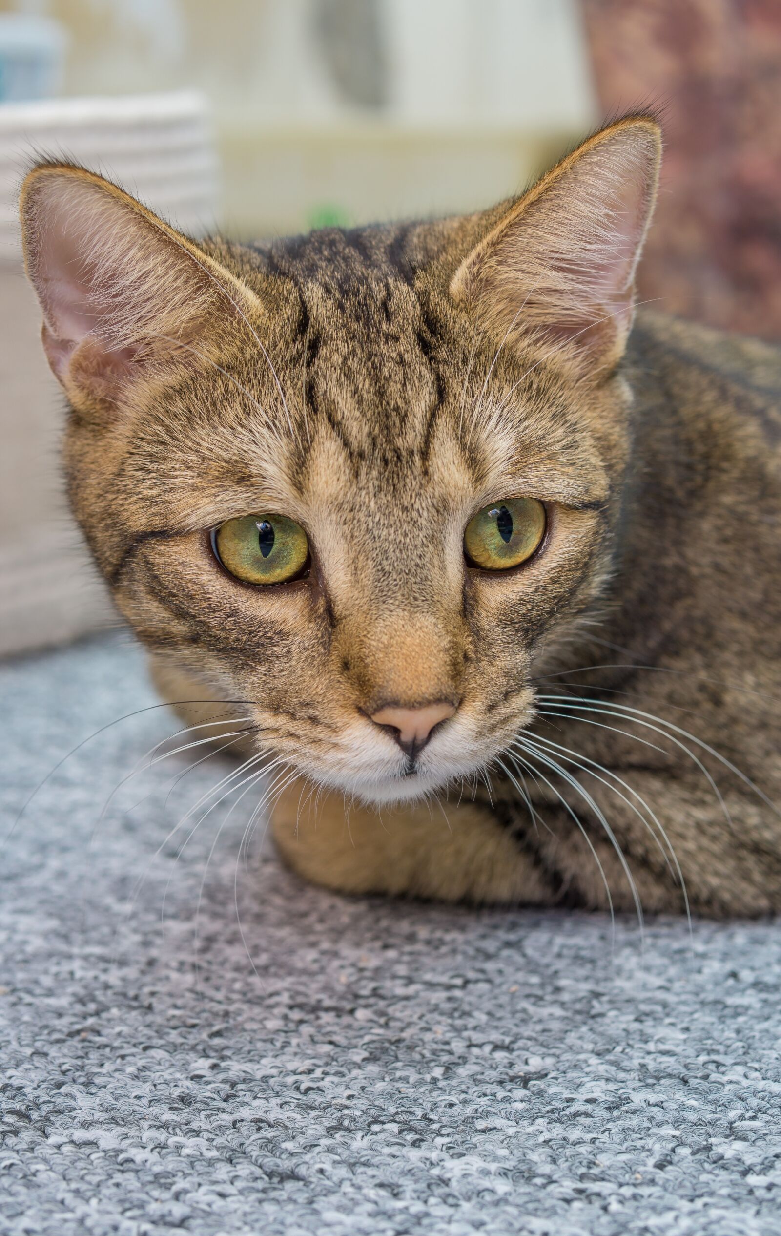 30mm F1.4 DC DN | Contemporary 016 sample photo. Cat, pet, animal photography