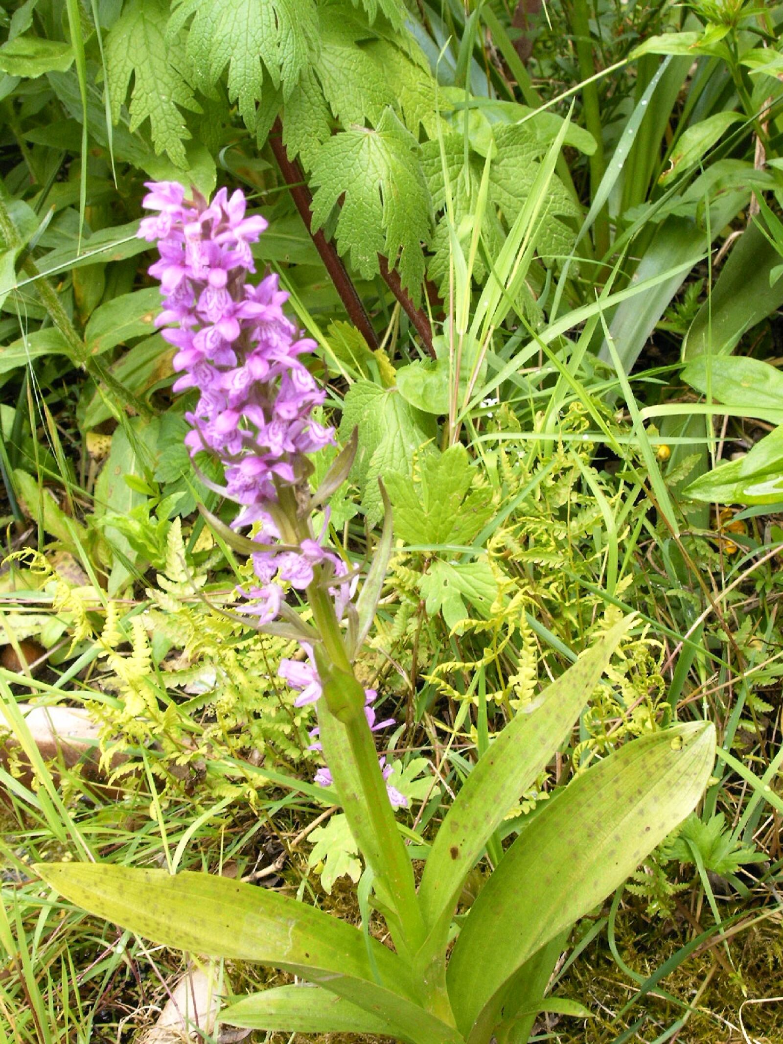 Digital Camera ND-4020 Digital Camera sample photo. Western marsh knabenkraut, orchid photography