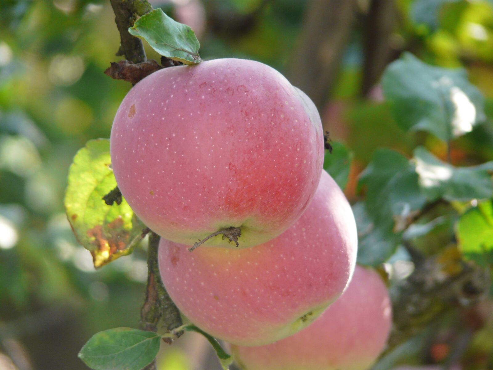 Panasonic DMC-FZ18 sample photo. Garden, apples, fruit photography