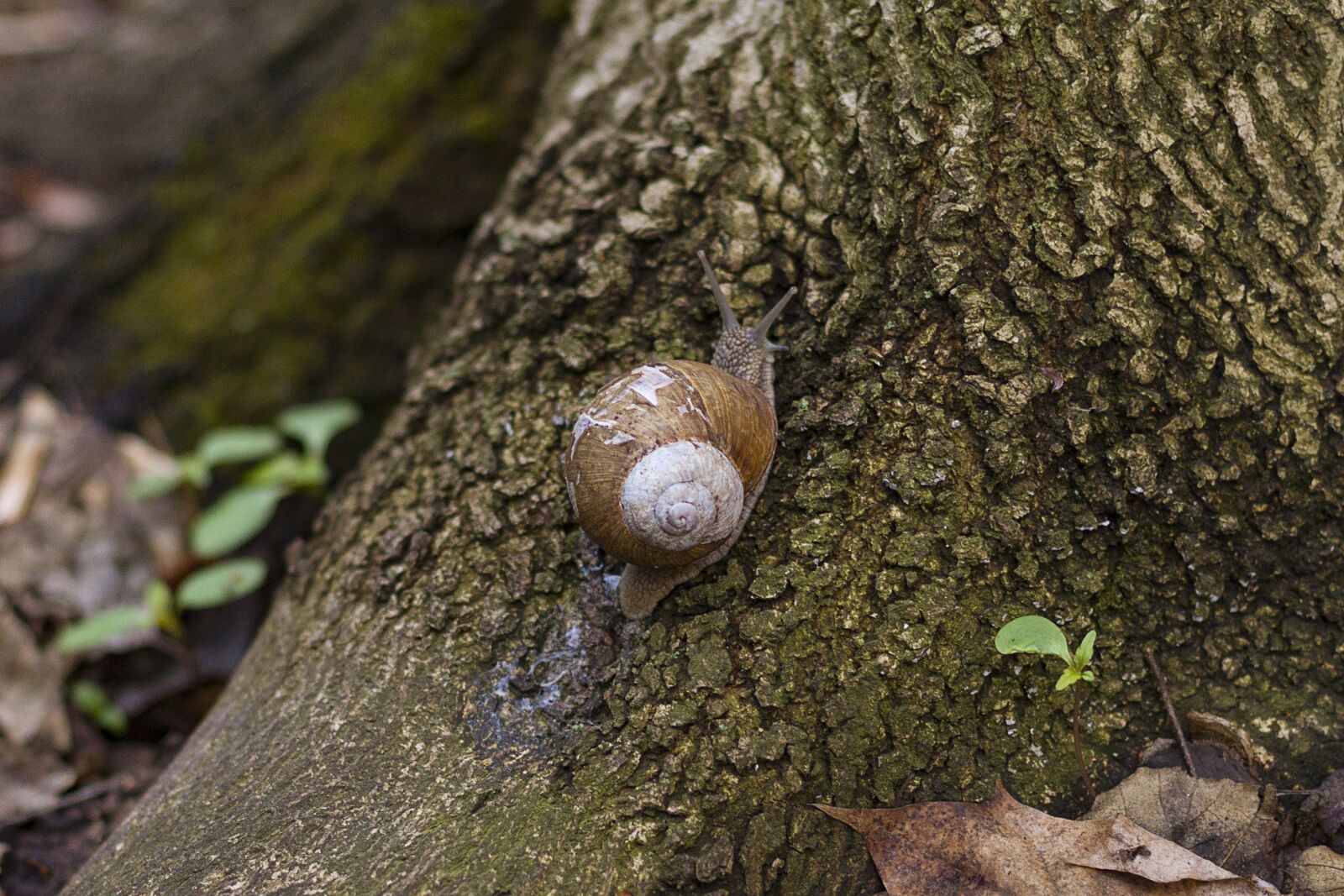 Canon EOS 50D + Canon EF 50mm F1.4 USM sample photo. Snail, track, forest photography