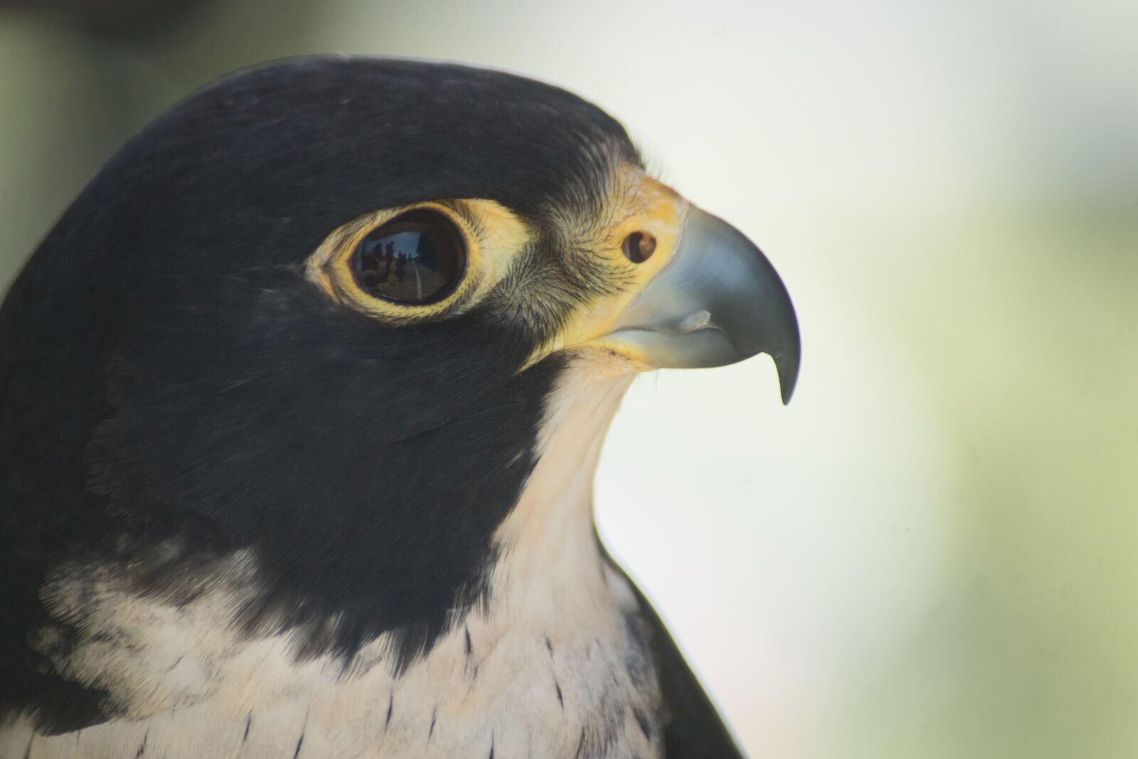 Sony SLT-A77 sample photo. Peregrine falcon, falcon, bird photography