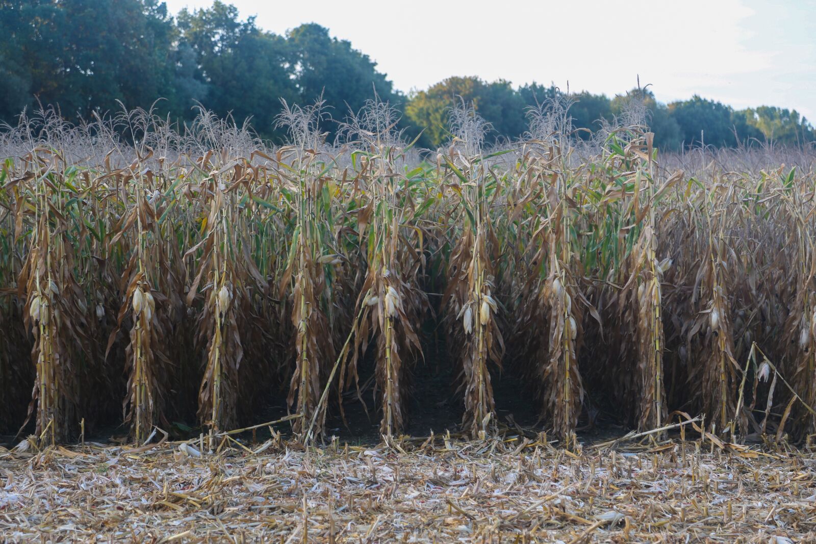 Canon EF 24-105mm F4L IS USM sample photo. Corn, field, agriculture photography